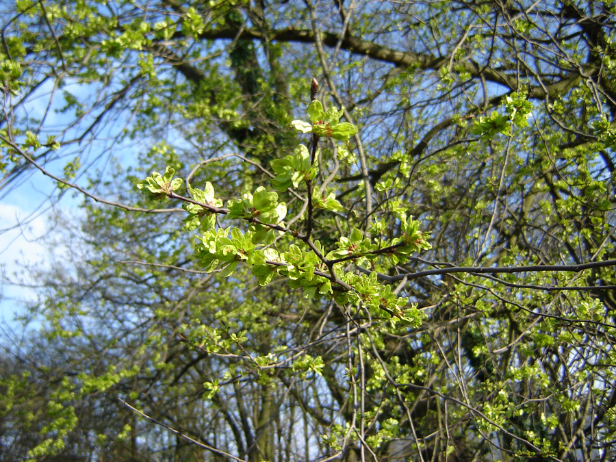 nches and green leaves of a tree against the sky