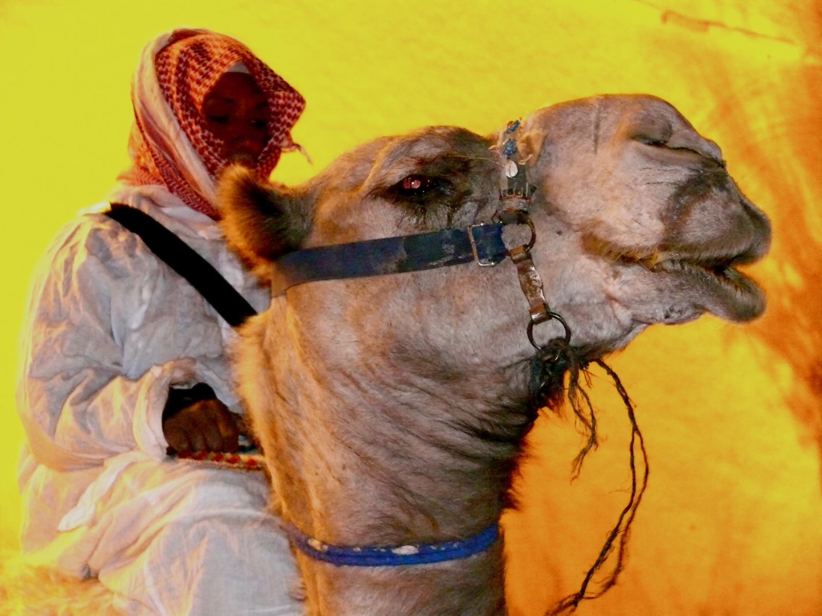 a man is holding on to the back of a camel