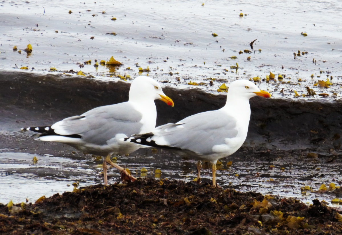 two birds on the ground with seaweed and plants