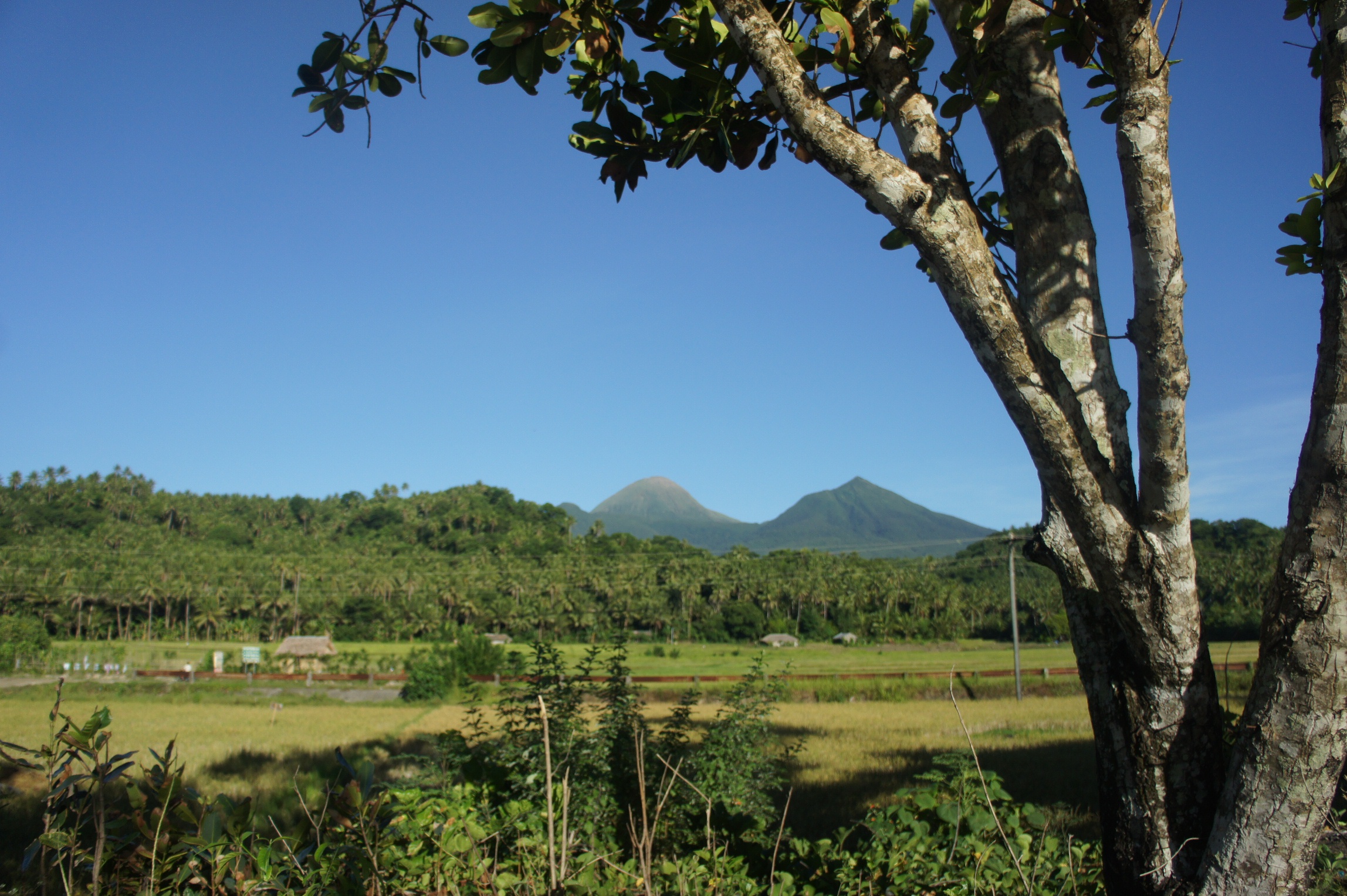 a dirt road through a jungle of trees