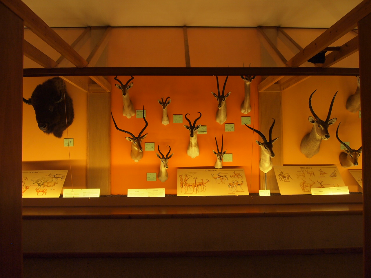 an exhibit of taxidermy's heads, mounted on orange walls