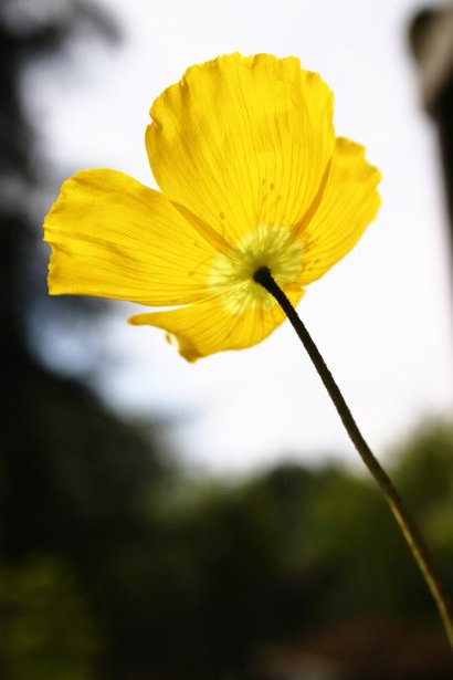 a single yellow flower with the background blurred