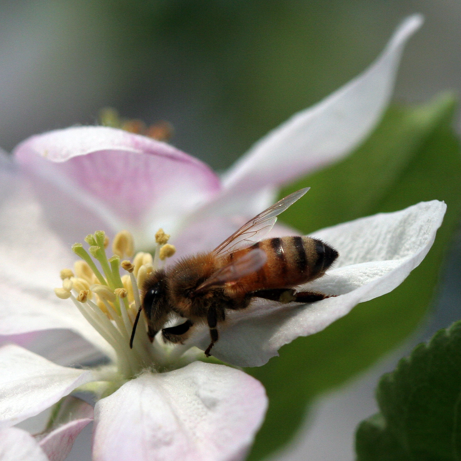 a bee foraging on the center of a pink flower