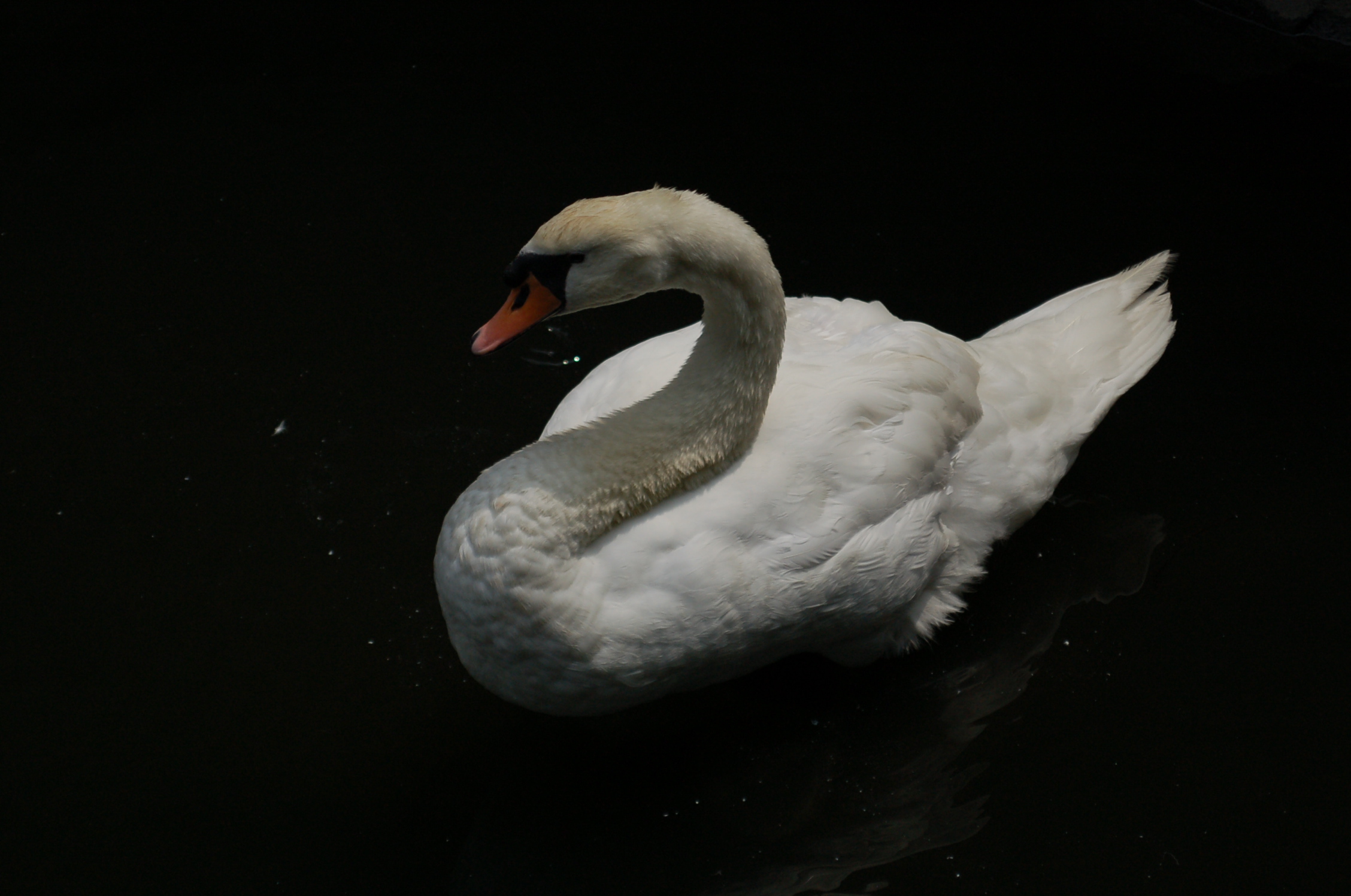 a white swan sitting in a dark water