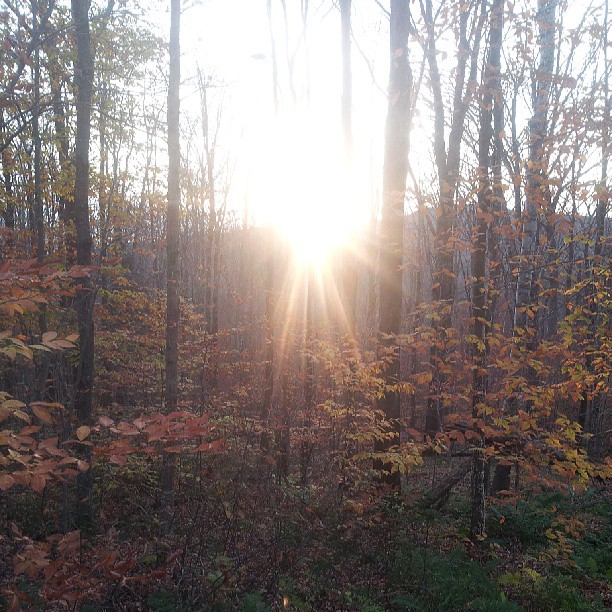 the sun shines through some trees in a forest