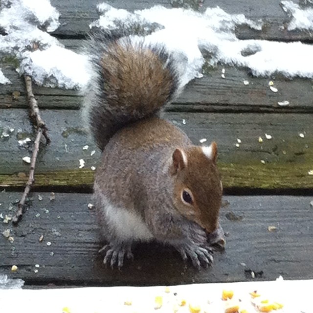 a squirrel eating peanuts on top of a wood deck