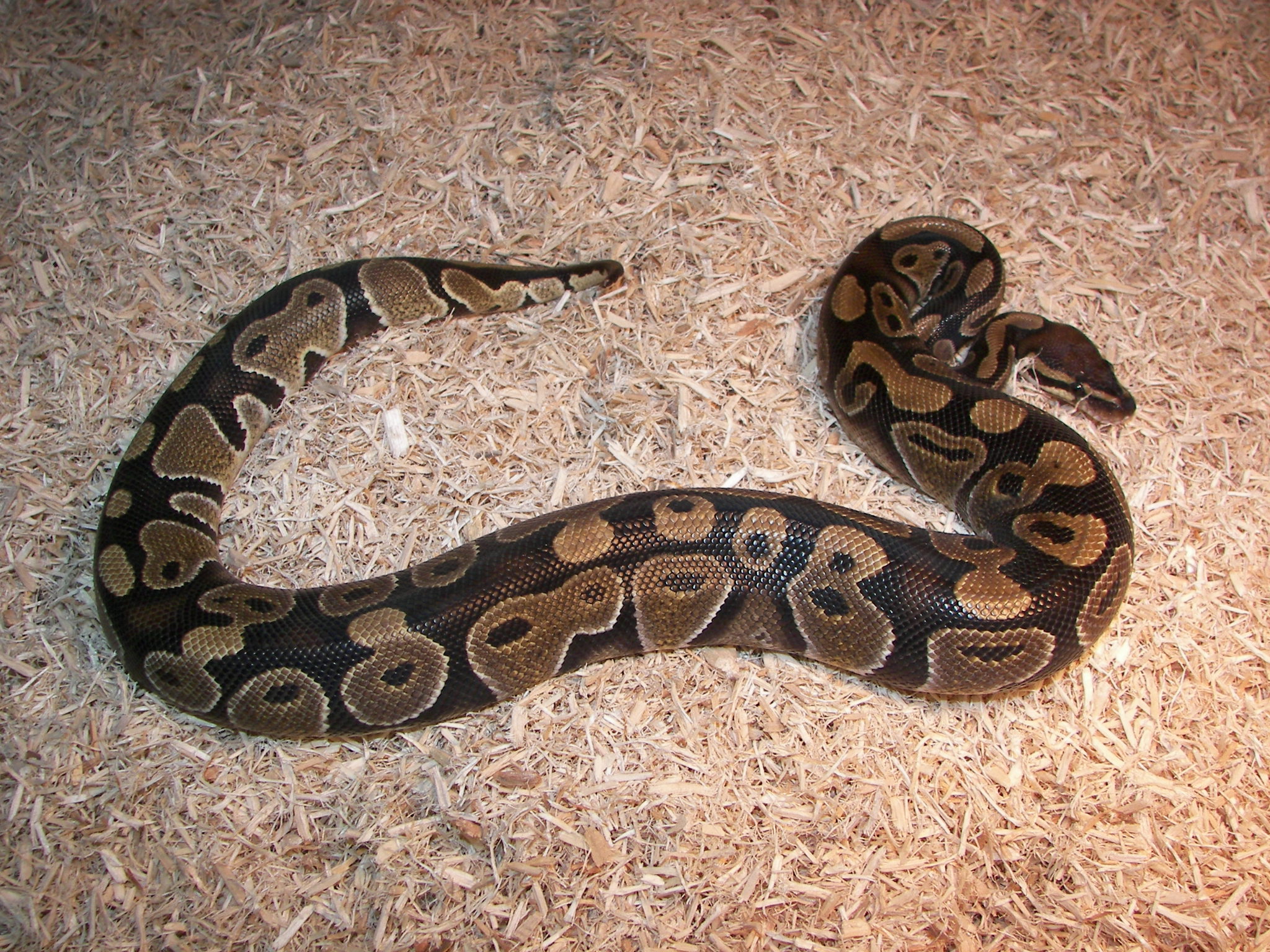 the ball python is sitting on the floor