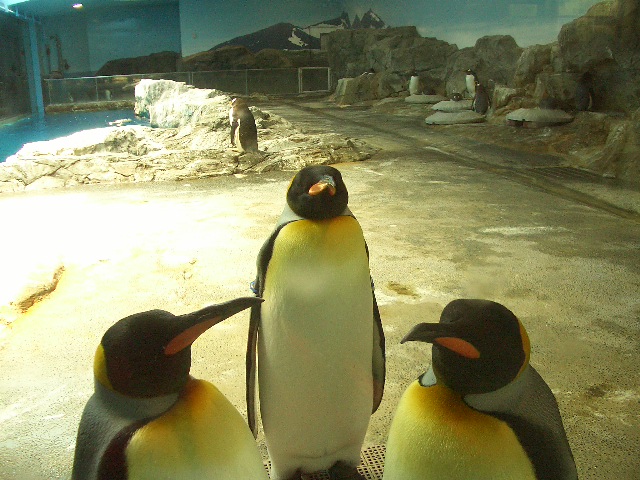 three penguins standing next to each other near a large pool