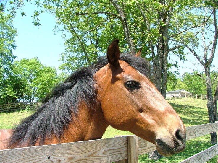 a horse with long black hair standing next to a wooden fence