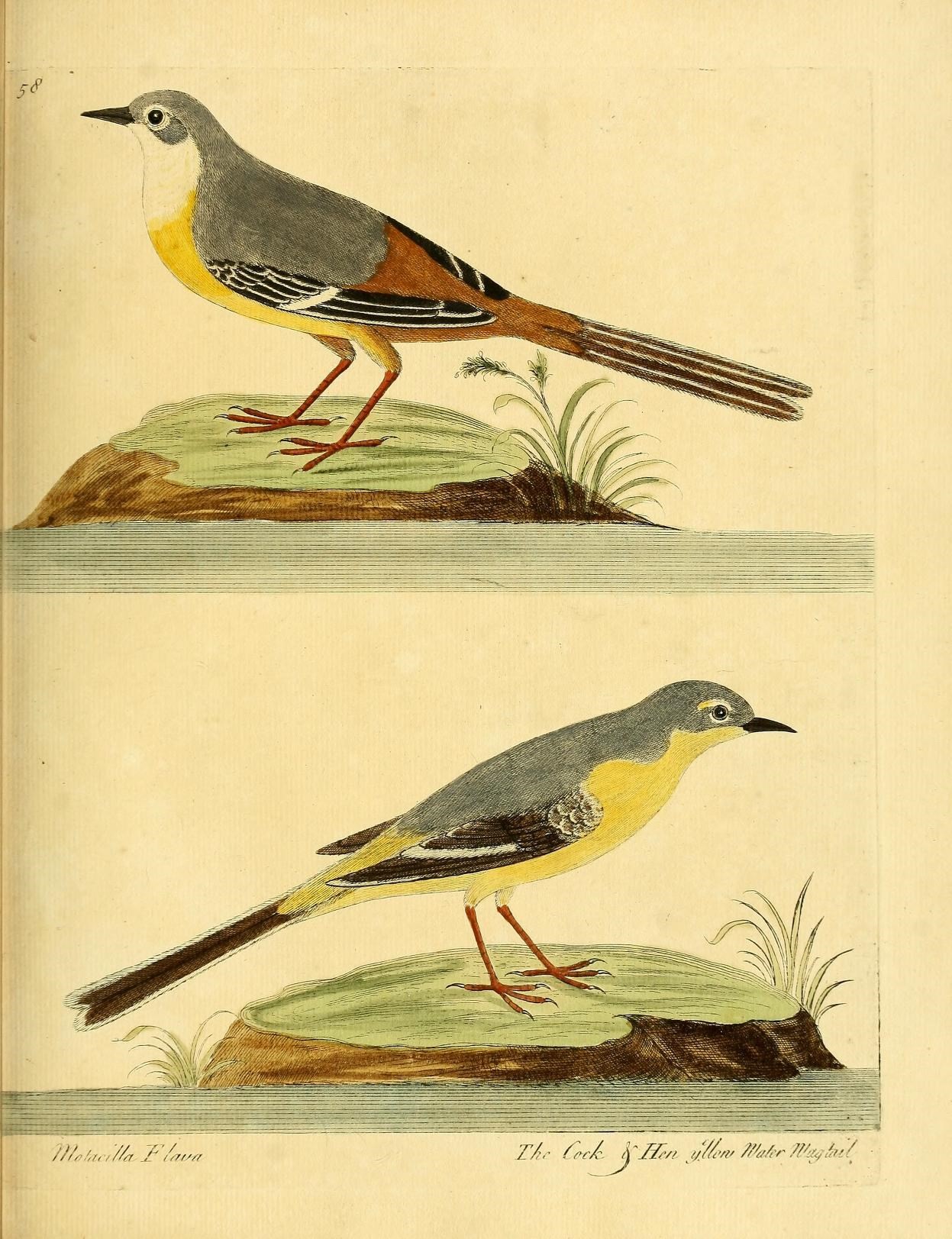 two yellow brown and gray birds standing on a field