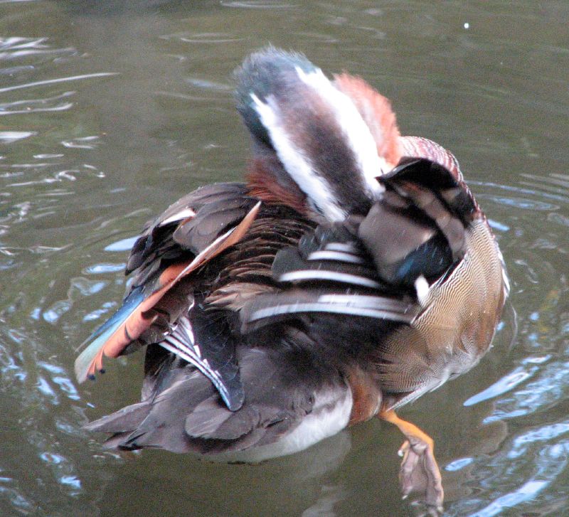 a duck with a colorful wing on its back is floating in the water