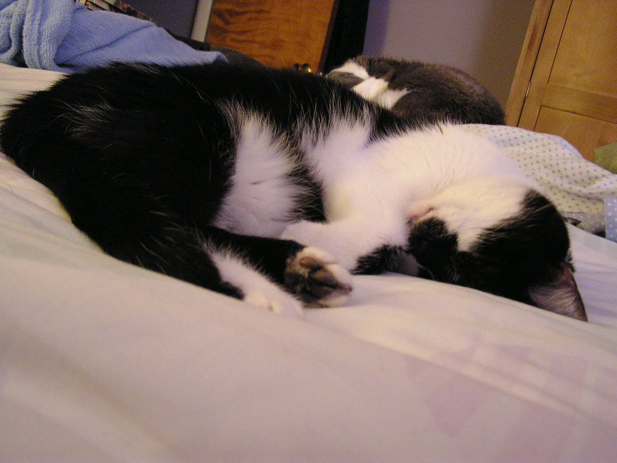a black and white cat sleeping on top of a bed
