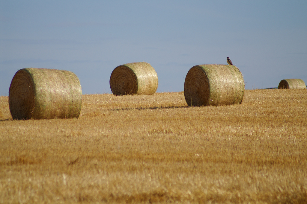 a group of hay bails in a large field