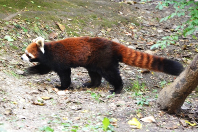 a red panda is walking alone on the ground