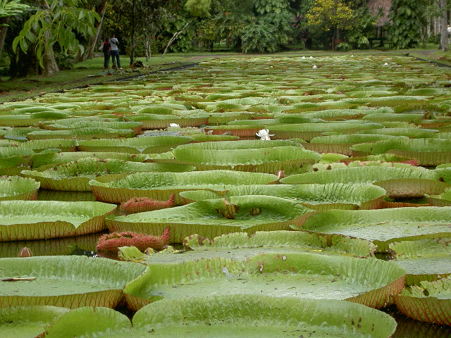 giant leaves growing in the pond at the zoo