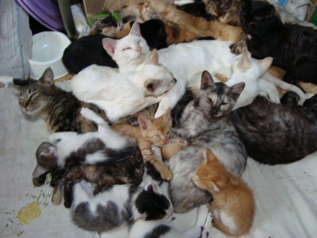 there are many cats all together on this bed