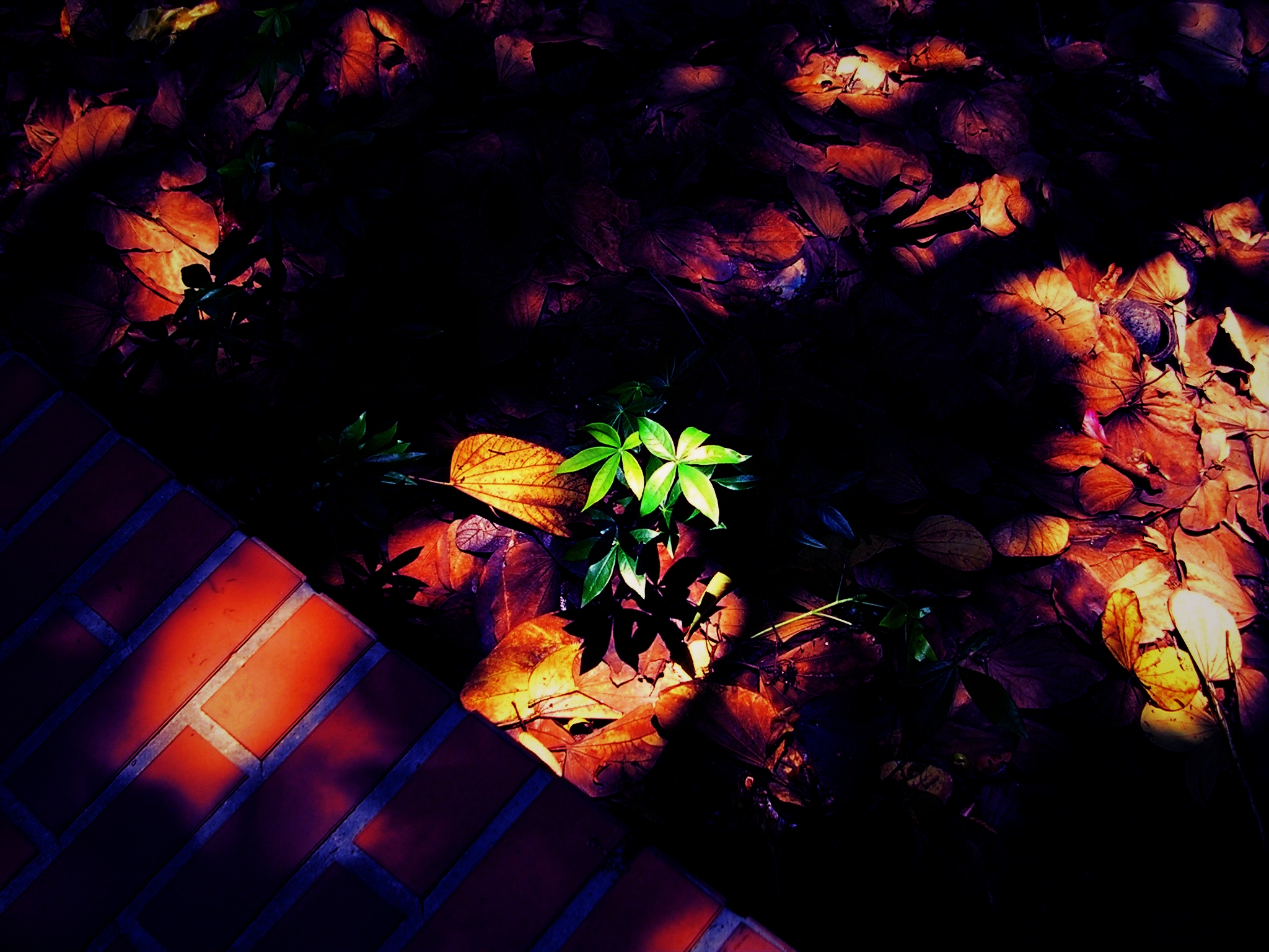 an overhead view of a colorful plant and a brick walkway