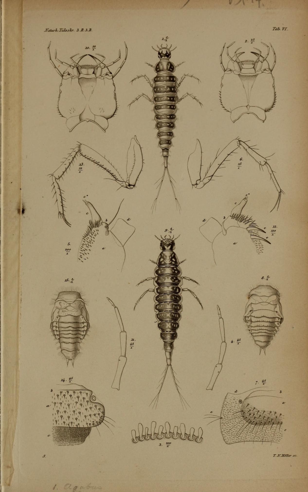 vintage bookplate showing human drawings of bugs and insects