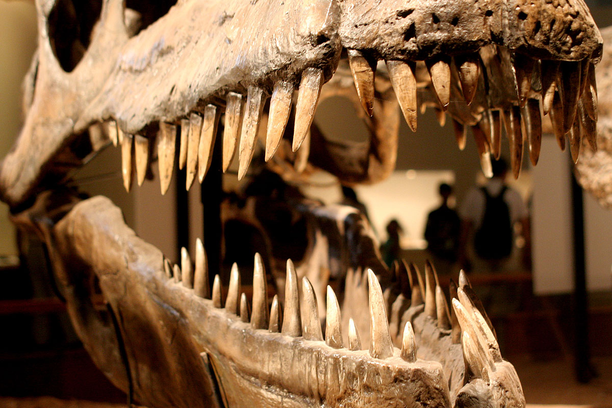 a close up of the skull of a t - rexe