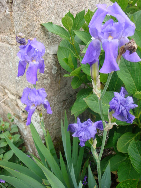 some pretty blue flowers near a rock wall