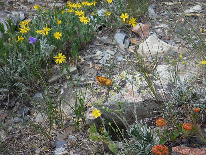 a rocky area with flowers growing from the rocks