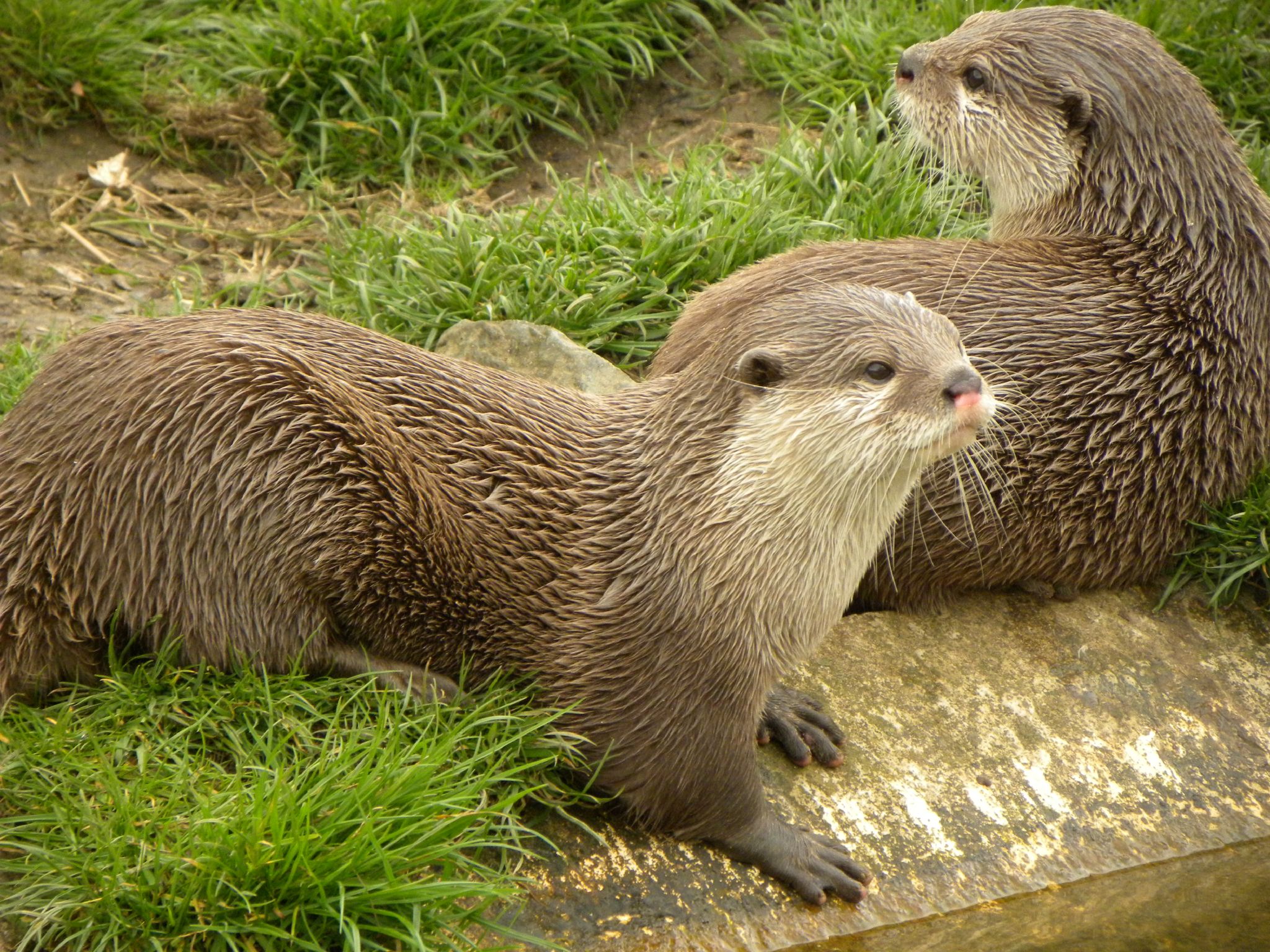 two otters are sitting together in the grass