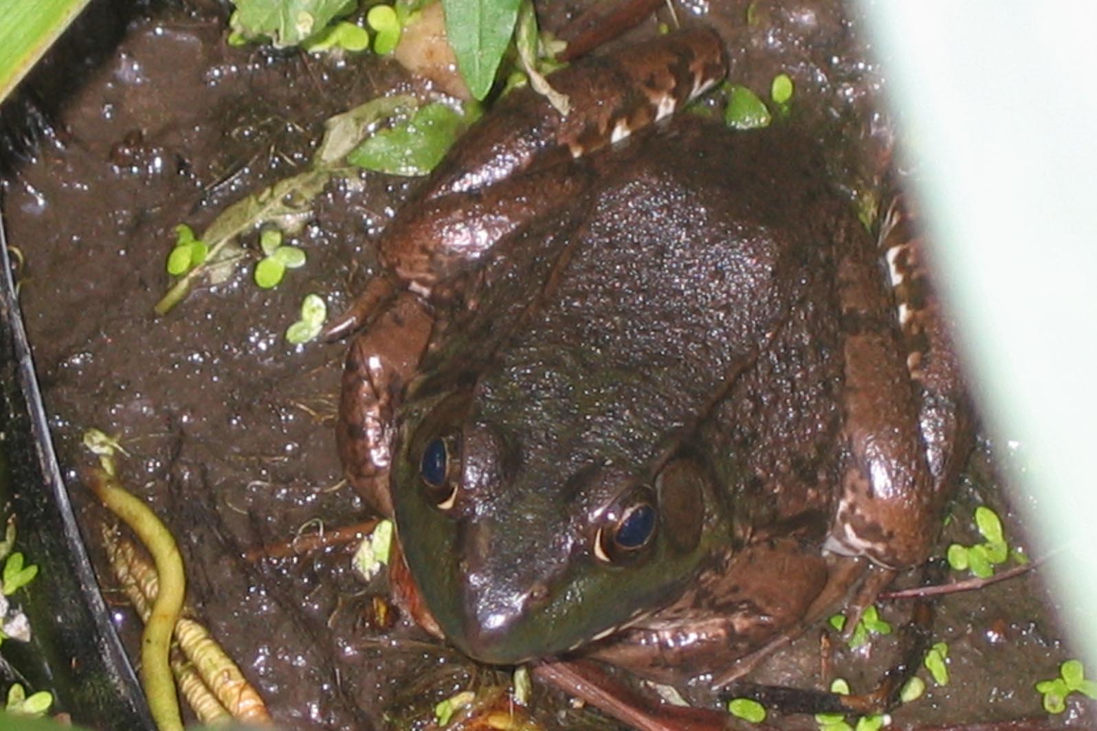 frog with dark body sitting in dirt with green leaves