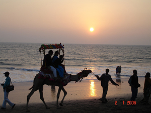 people on the beach at dusk ride camels with their families