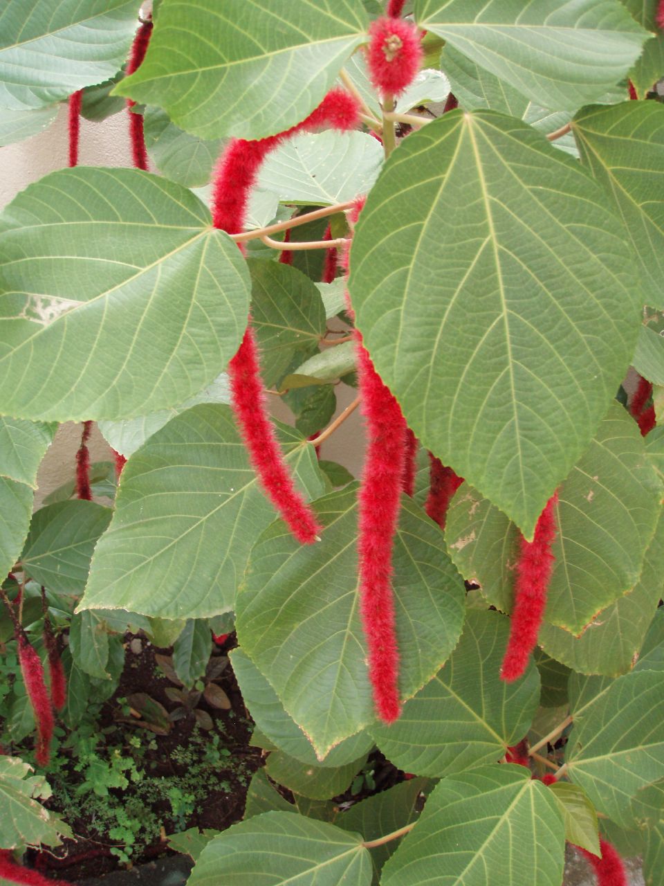 the leafy plant is green and red with leaves