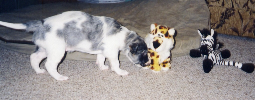 a dog chewing on an animal toy next to it