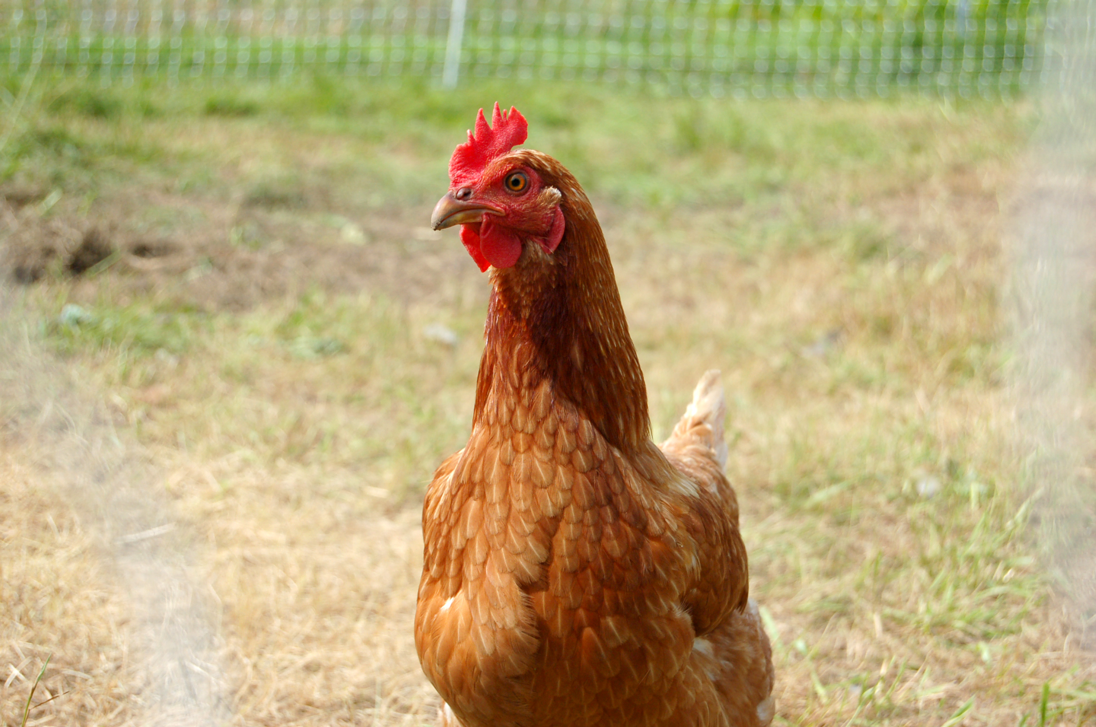 a close up of a rooster on the ground