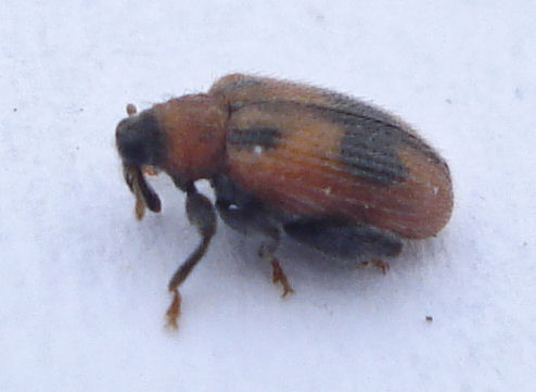 a brown and black bug in the snow
