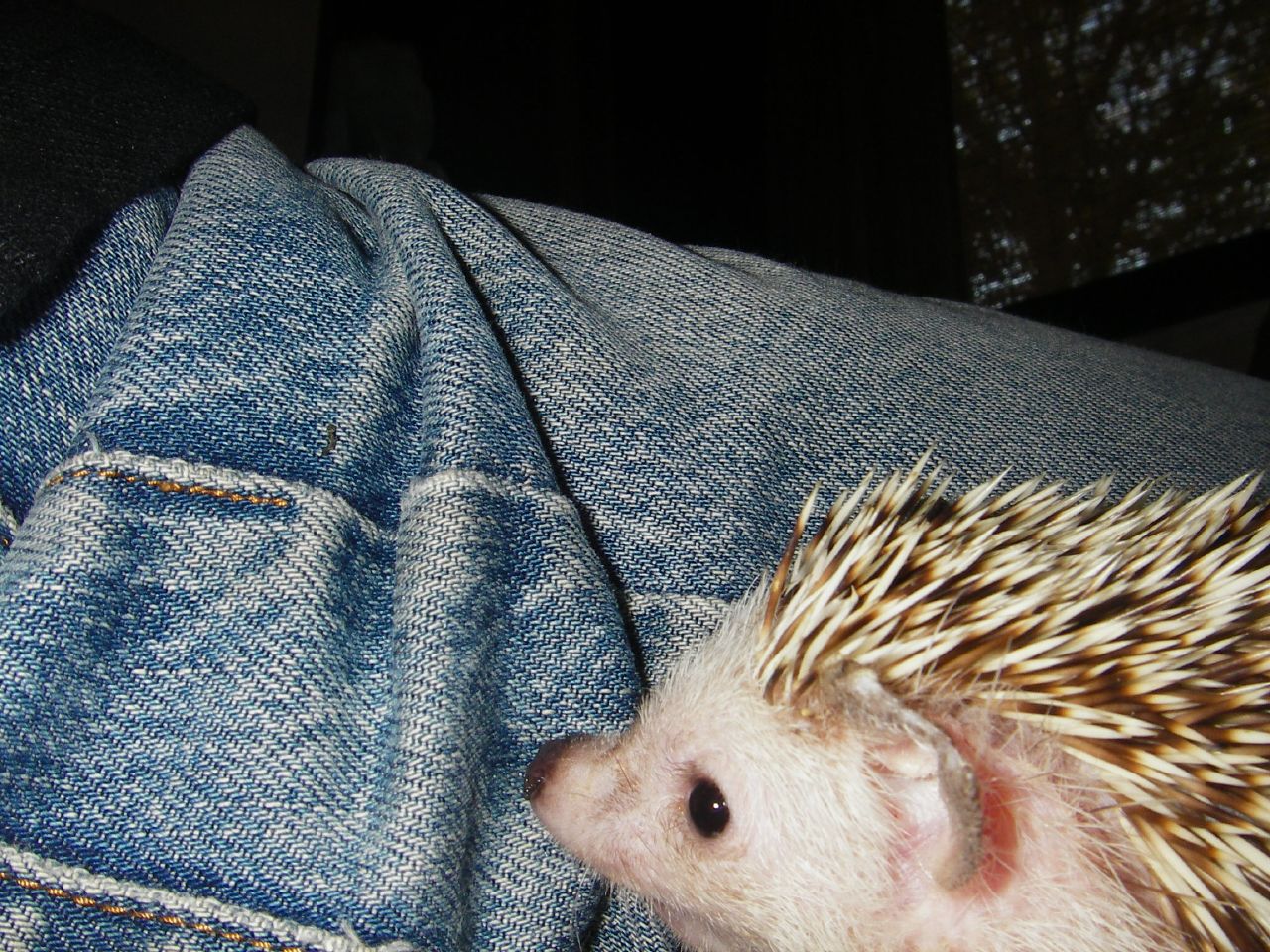 a hedgehog in someones jeans has his head on the back leg