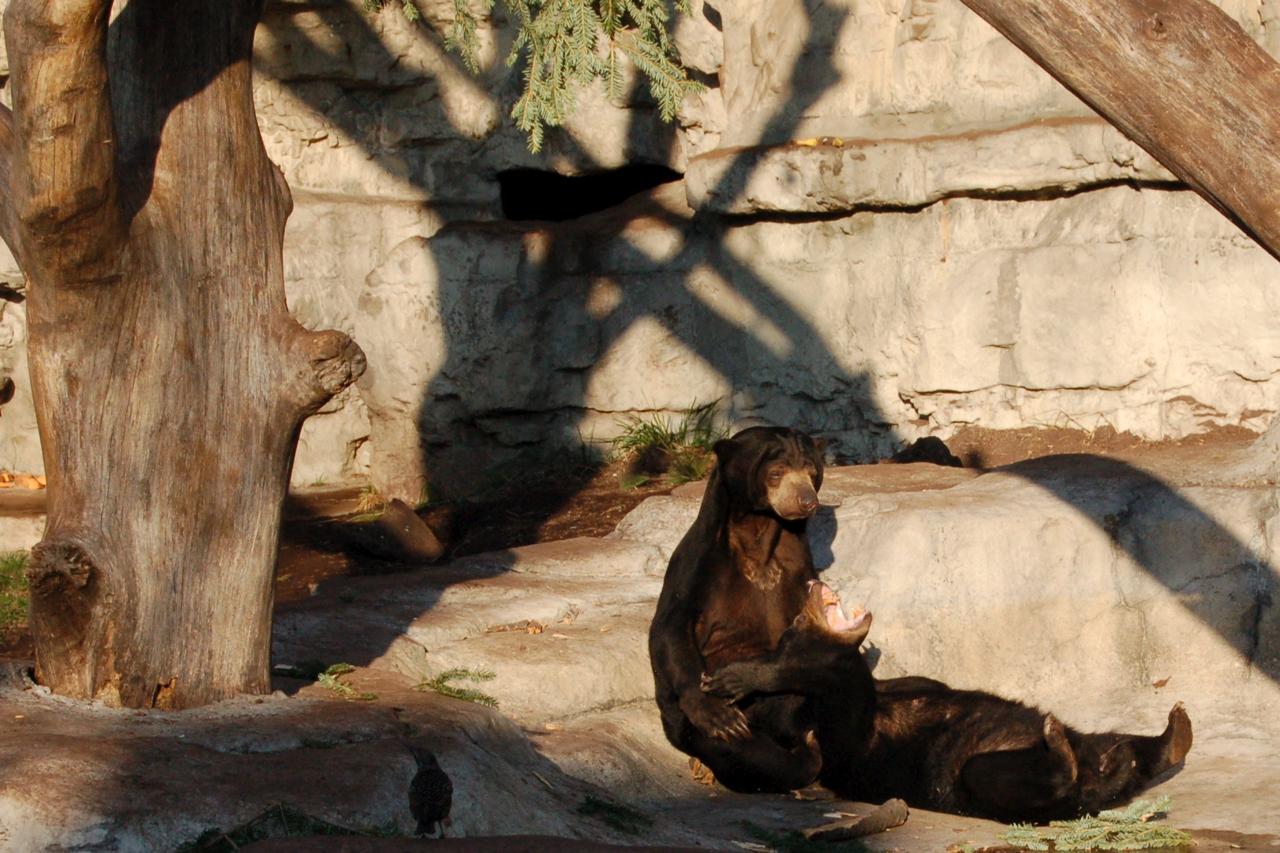 a small animal sitting next to a tree in a zoo enclosure