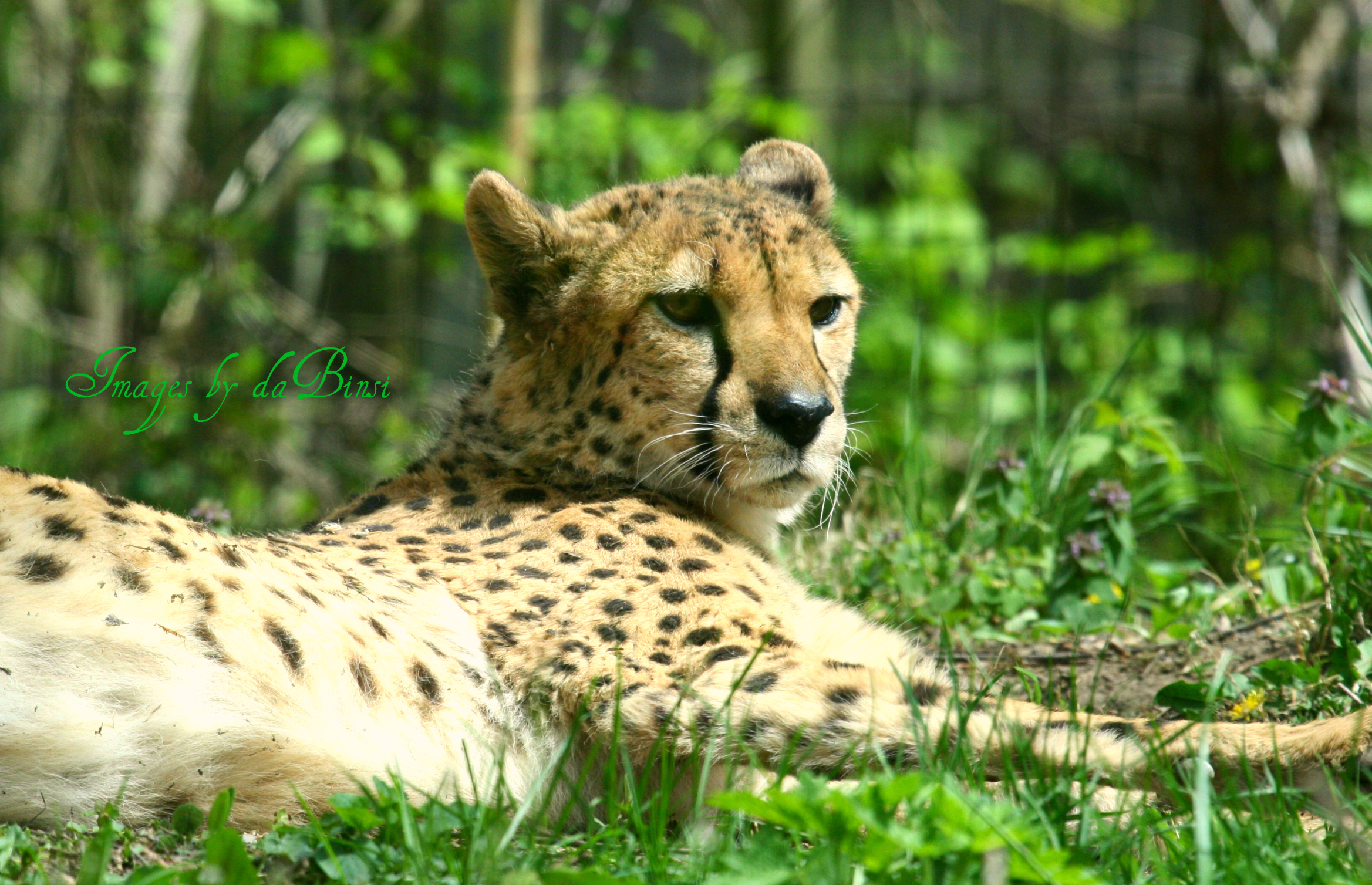 a cheetah sits in the grass near some trees