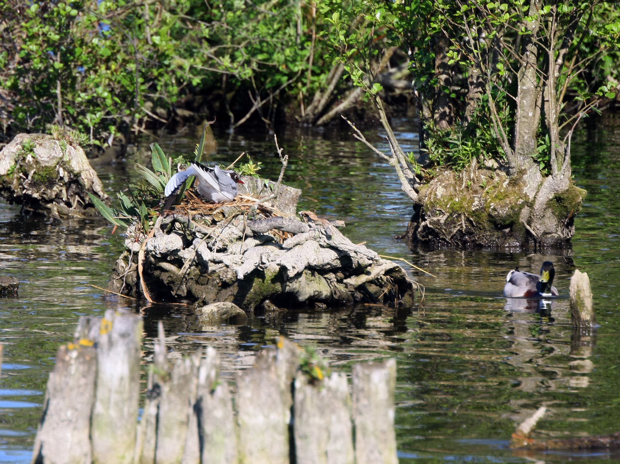 a couple of birds that are sitting in the water