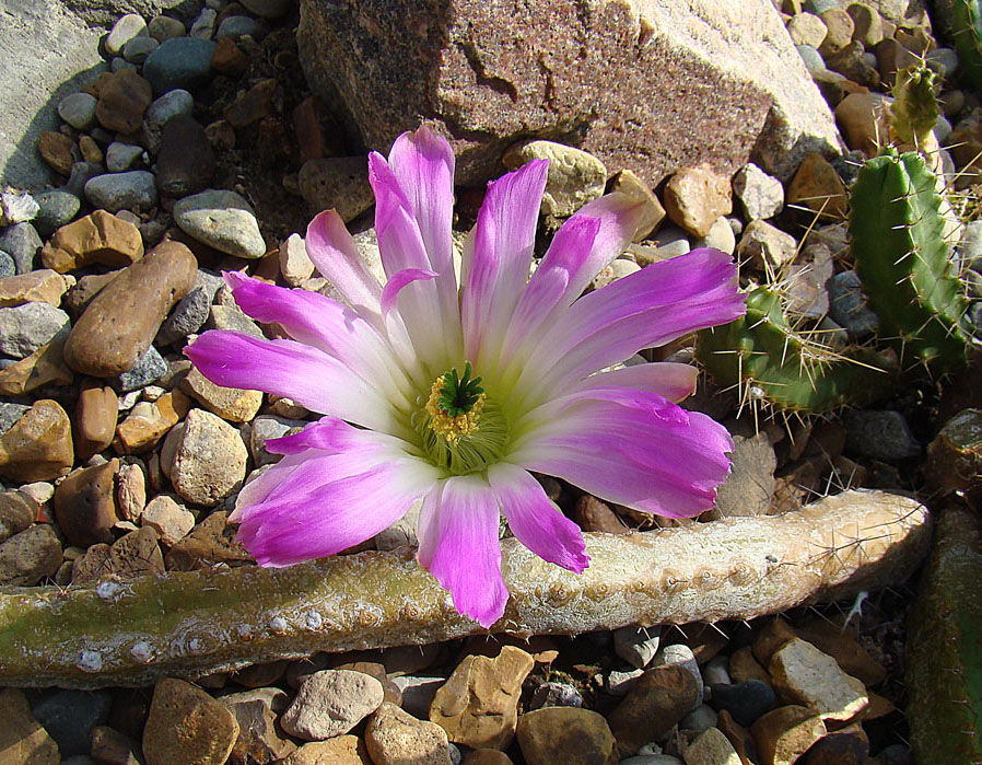 the cactus is on the rocks and near a flower