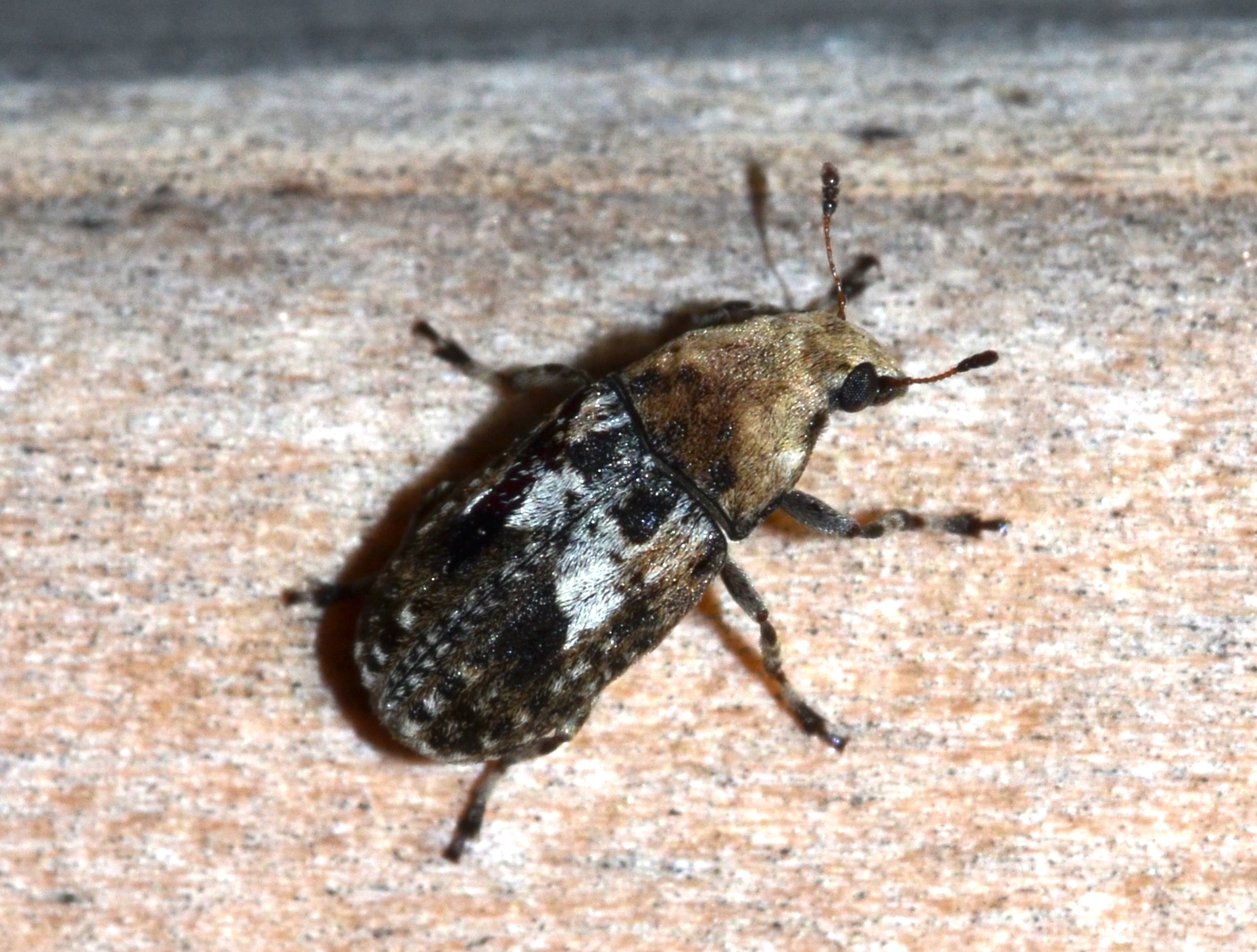 a brown and black insect sitting on top of a white ground