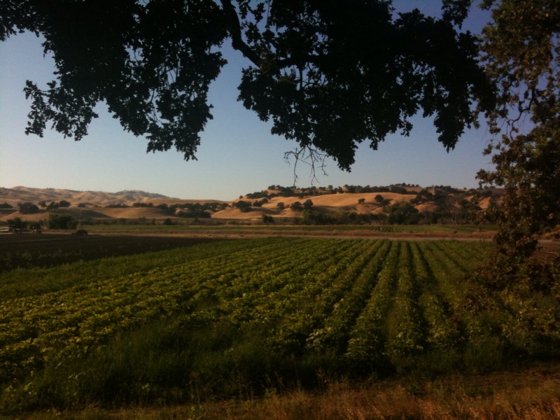 the large field of crops under a shade tree