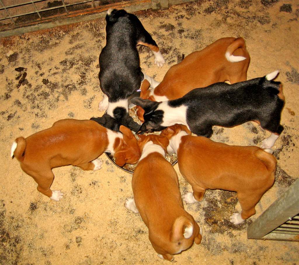 four puppies are playing with each other on the floor