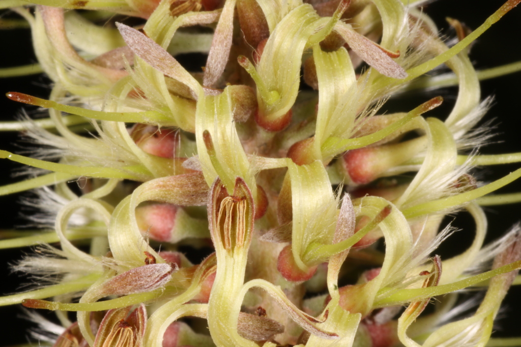 a close up picture of flowers and seeds