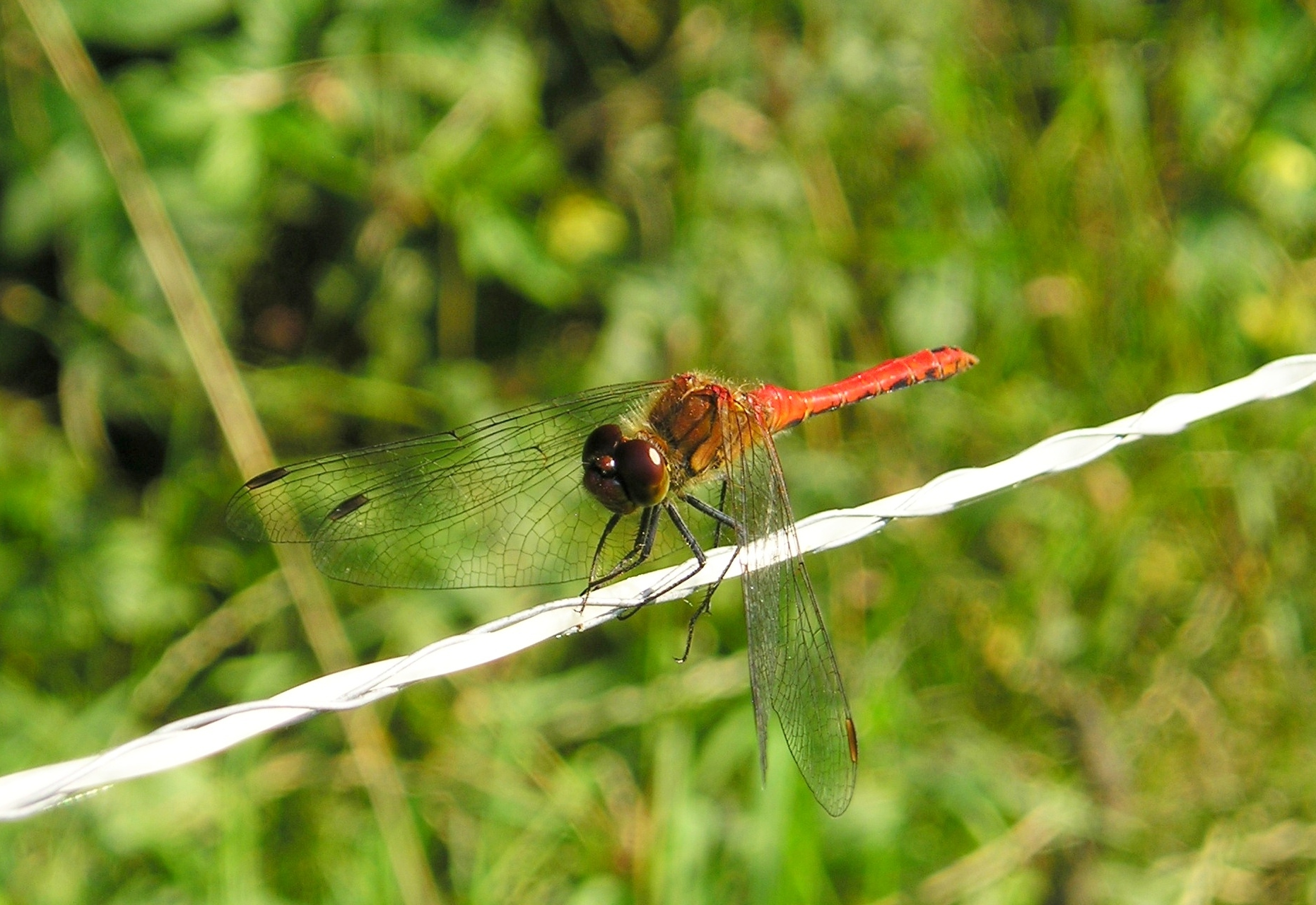 a large brown and red dragonfly sitting on top of a white rope