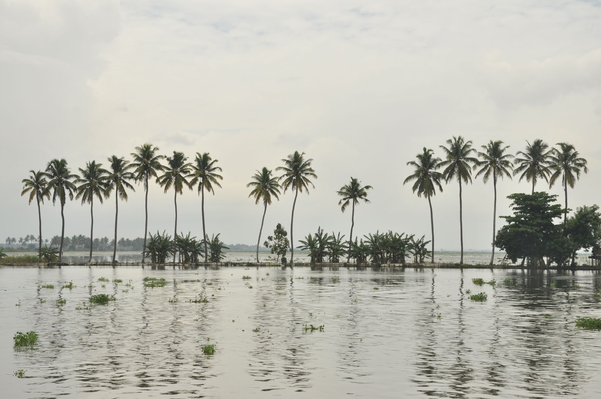 palm trees standing in the water, near to a beach