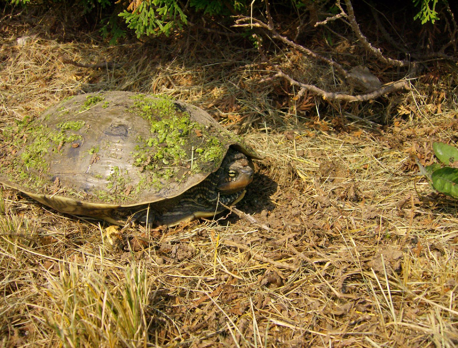 a large turtle laying on the ground in a field