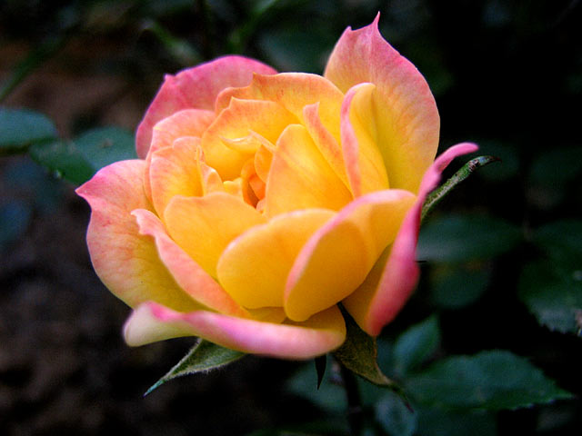 the petals of a yellow and pink rose