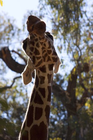 there is a close up of a giraffe that's looking upward