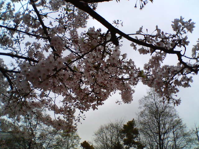 trees are in bloom and there are sky in the background