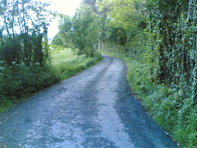 a dirt road surrounded by trees and bushes