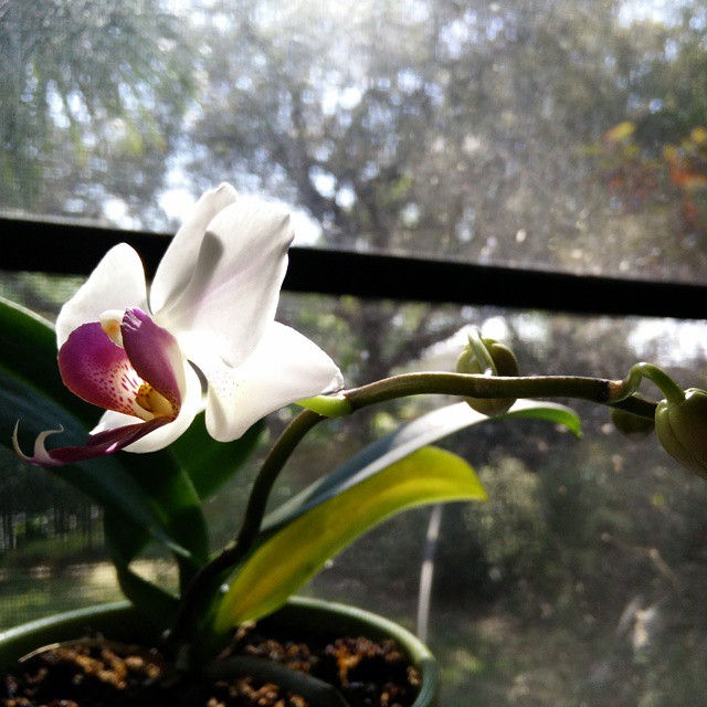 an orchid plant in front of a window