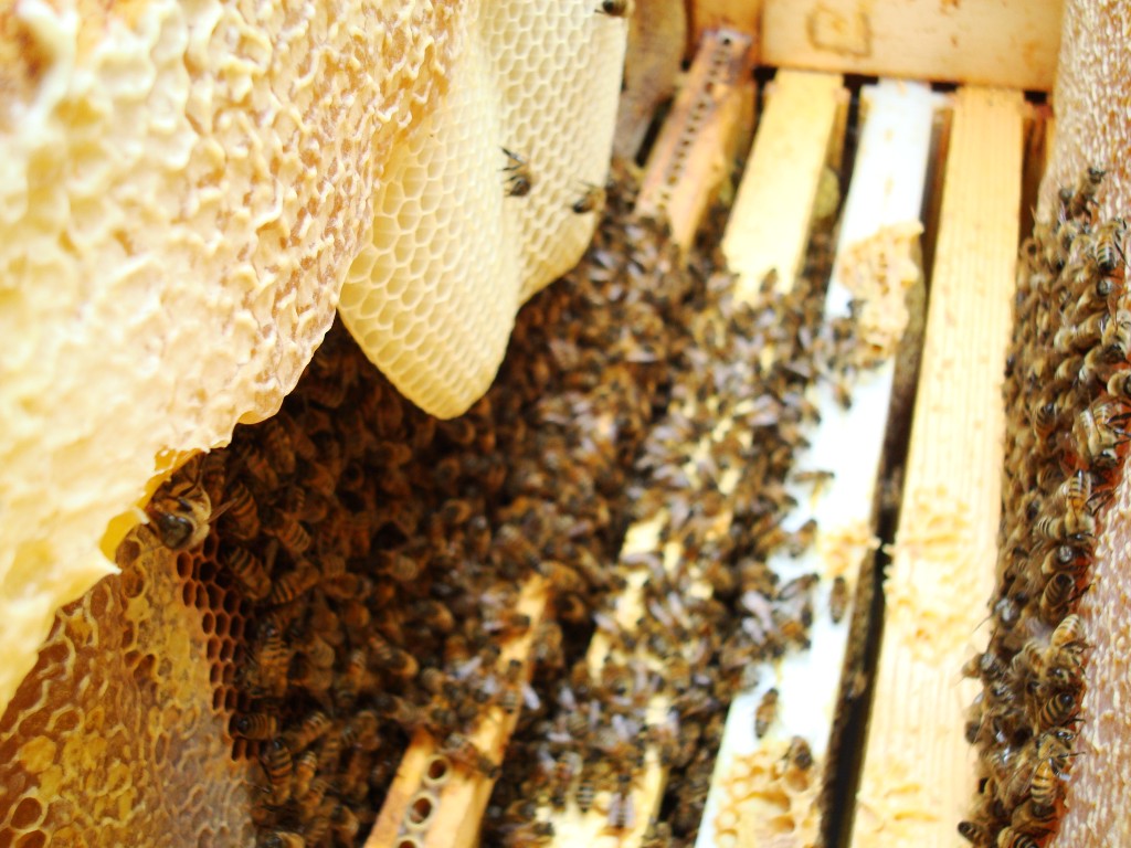 some bees hanging in their hives and moving around